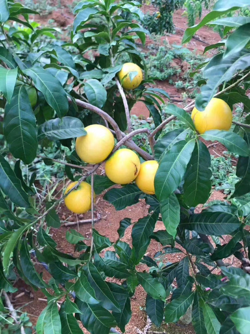 黄晶果树苗，优质台湾黄晶果树苗批发