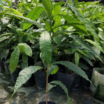 黄晶果树苗，优质台湾黄晶果树苗批发