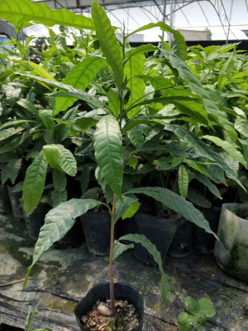 黄晶果树苗，优质台湾黄晶果树苗批发