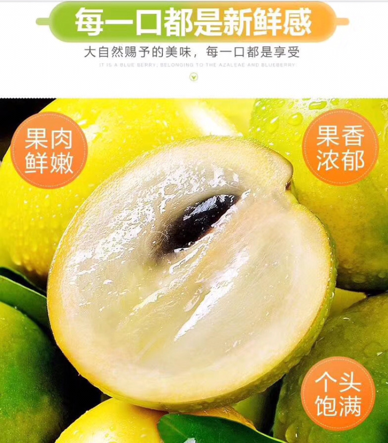 黄晶果树苗，优质台湾黄晶果树苗批发