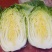 【推荐】宁夏黄心白菜可按斤可包地欢迎致电咨询选购