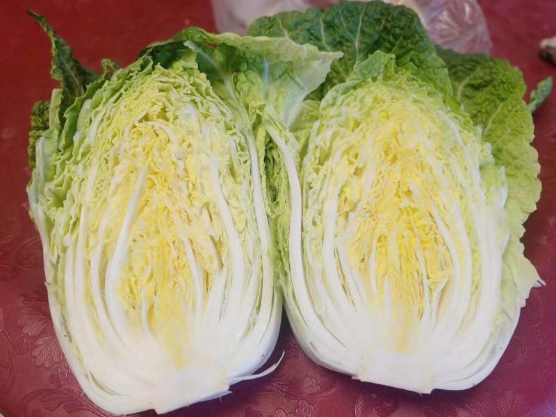 【推荐】宁夏黄心白菜可按斤可包地欢迎致电咨询选购