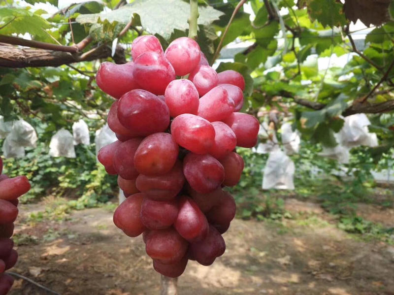 新品种浪漫红颜葡萄苗蜜甜葡萄苗包品种免费指导