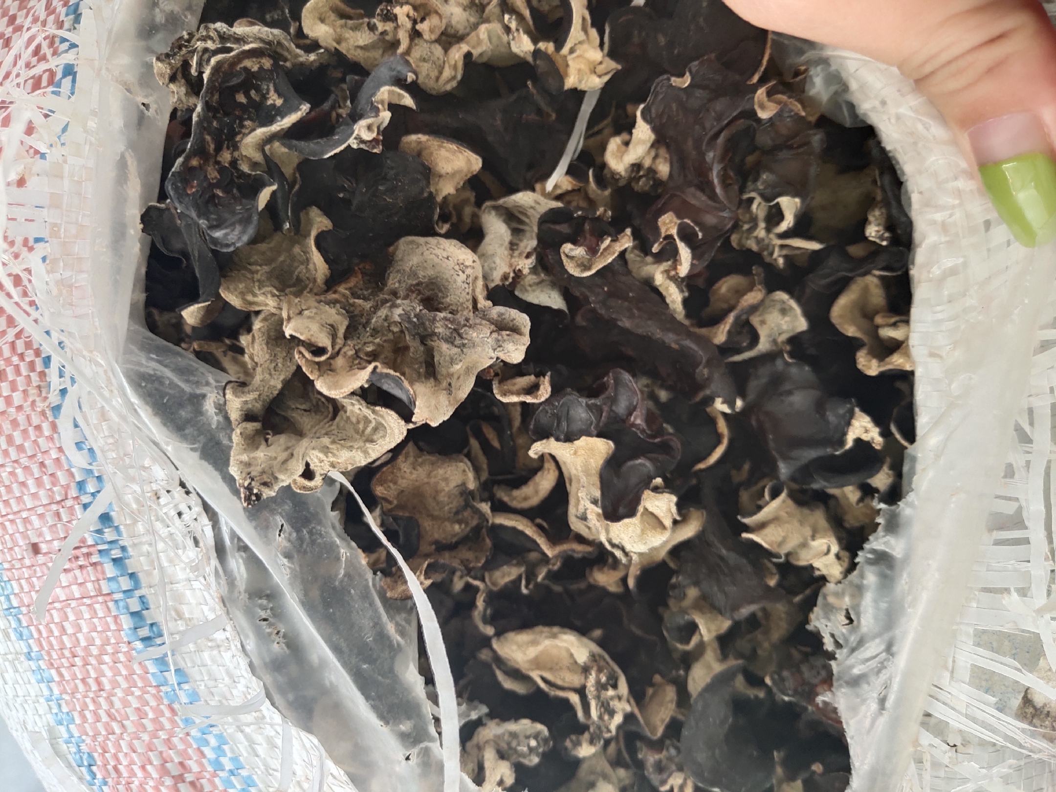 黄背毛木耳菌袋在培养室内生长情况,显示菌丝已满袋 黄背毛木耳菌袋培养阶段