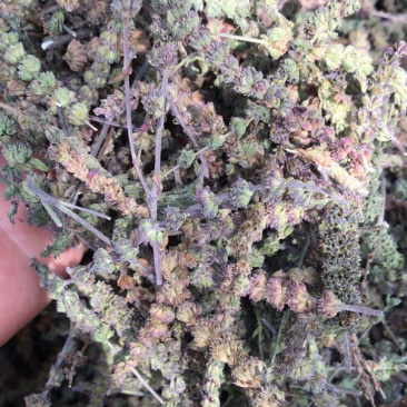 荆芥穗干净吸尘无杂质产地直销