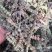 荆芥穗干净吸尘无杂质产地直销