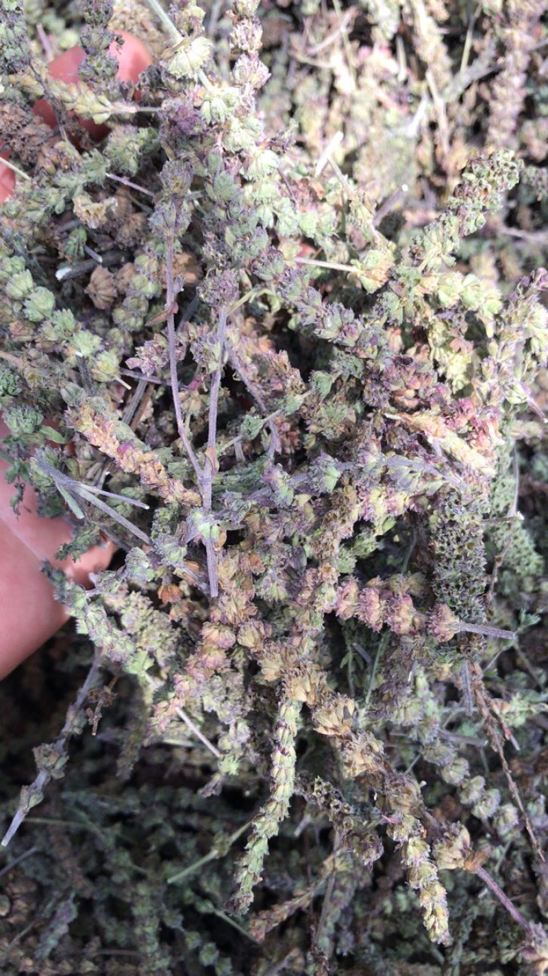 荆芥穗干净吸尘无杂质产地直销