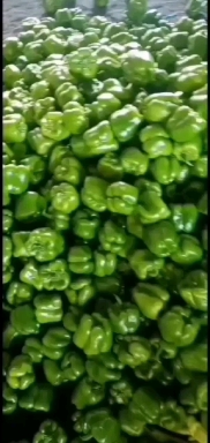 精品青椒，产地直销质量保证，期待和您的合作，相信您的眼光