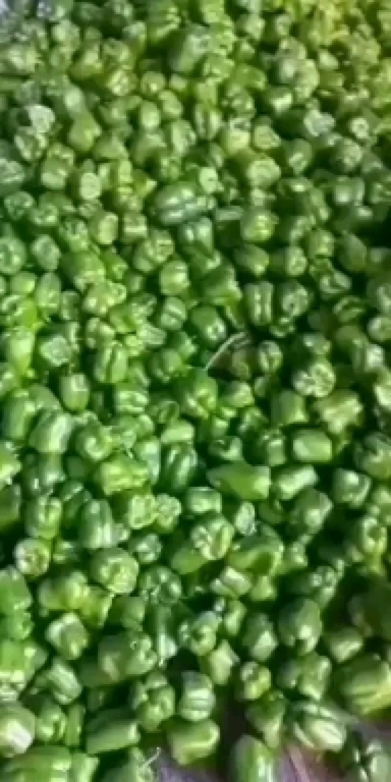 精品青椒，产地直销质量保证，期待和您的合作，相信您的眼光