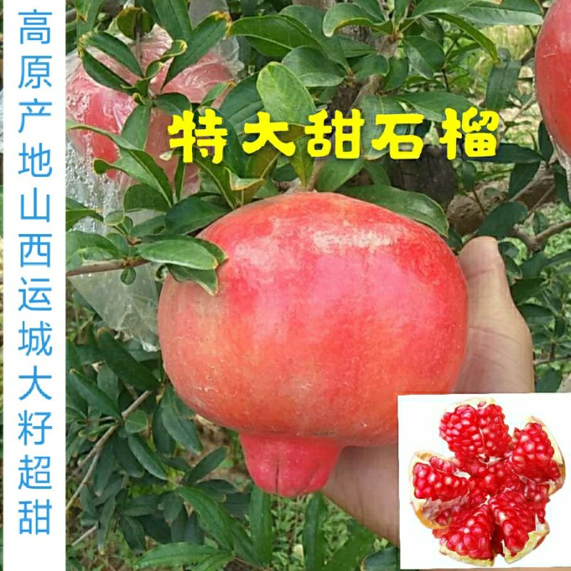 山西红皮甜石榴100MM8两以产地直供上线上担保交易