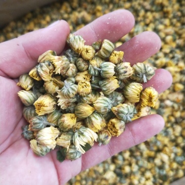胎菊，胎米，朵花，原产地直销