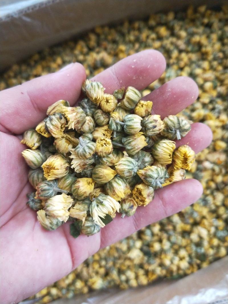 胎菊，胎米，朵花，原产地直销