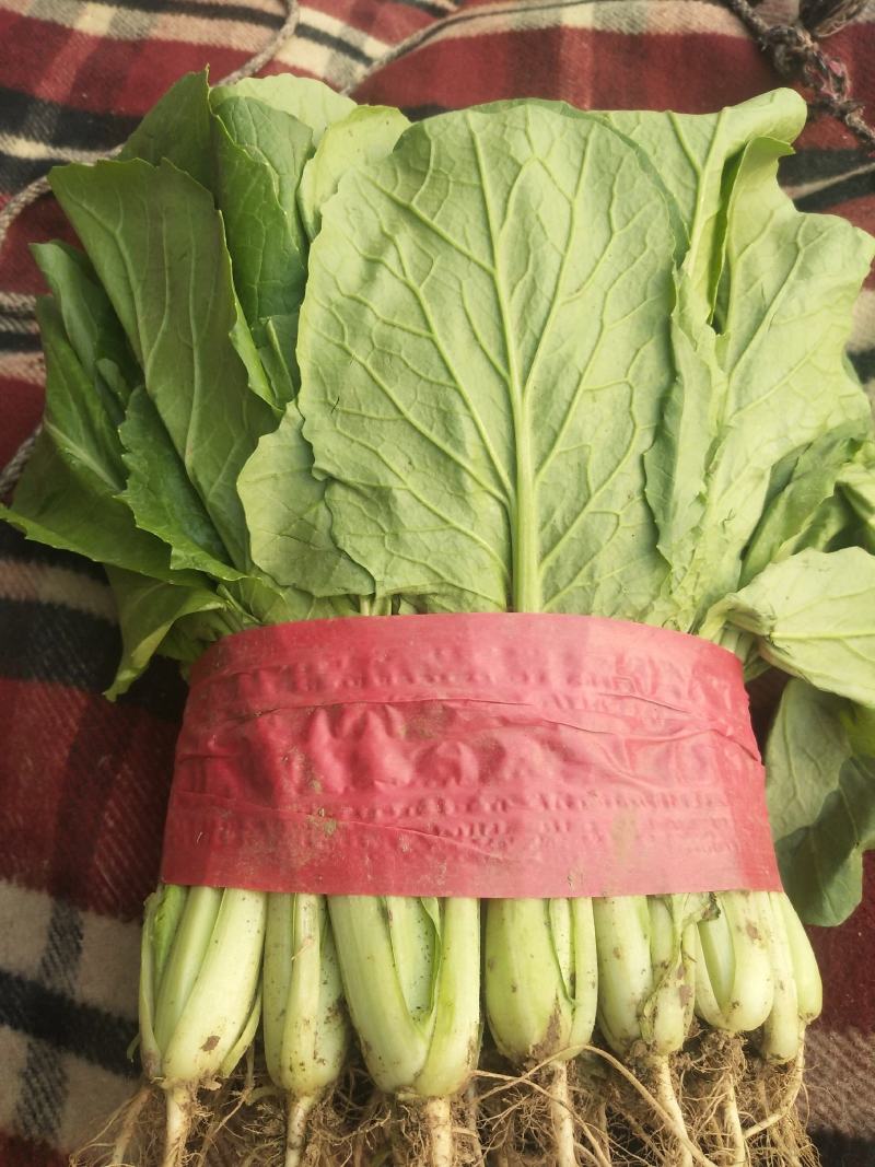 四季优质蔬菜，诚信代办