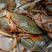 北部湾龙门原生态海域的鲜活大青蟹膏蟹超大肉蟹可一件代发。