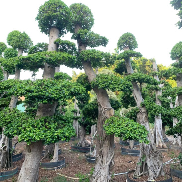 精品造型小叶榕树桩头小叶榕树盆景种植基地榕树产地直销