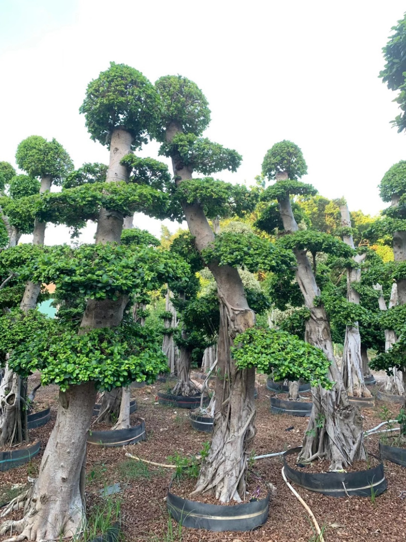 精品造型小叶榕树桩头小叶榕树盆景种植基地榕树产地直销