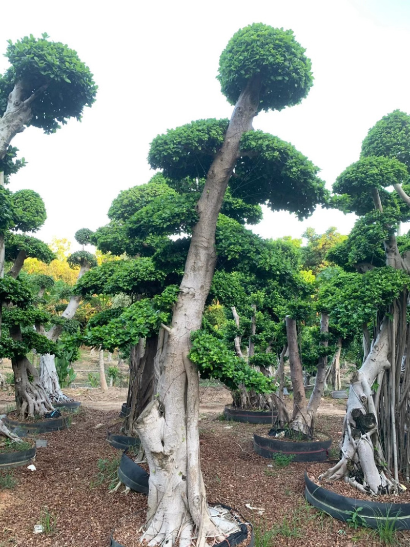 精品造型小叶榕树桩头小叶榕树盆景种植基地榕树产地直销