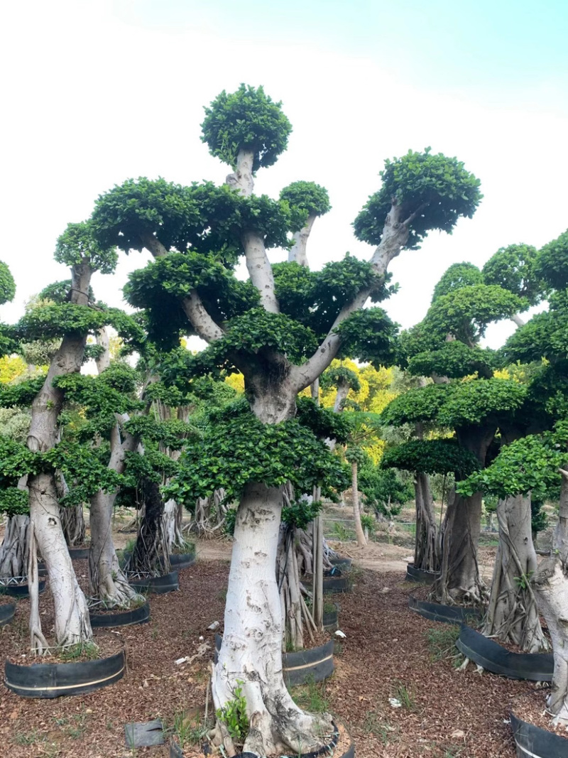 精品造型小叶榕树桩头小叶榕树盆景种植基地榕树产地直销