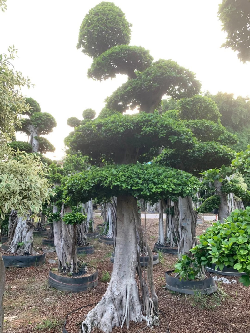精品造型小叶榕树桩头小叶榕树盆景种植基地榕树产地直销