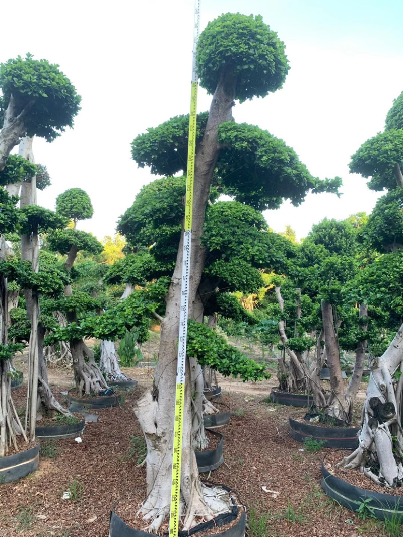 精品造型小叶榕树桩头小叶榕树盆景种植基地榕树产地直销
