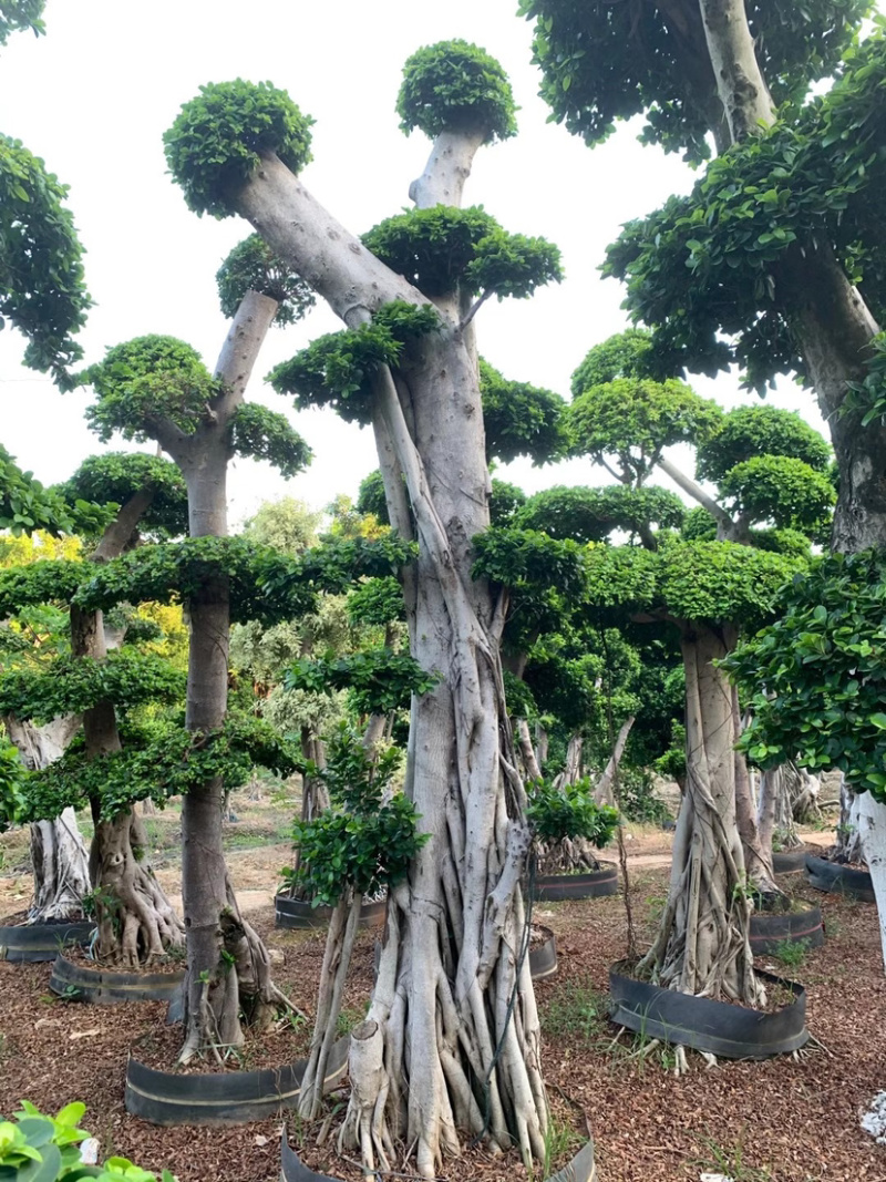 精品造型小叶榕树桩头小叶榕树盆景种植基地榕树产地直销