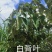 白背叶根（野生）20/斤