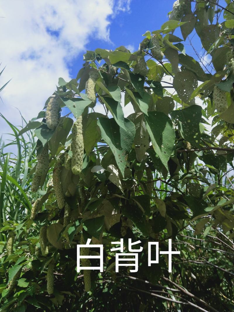 白背叶根（野生）20/斤