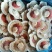 扇贝
