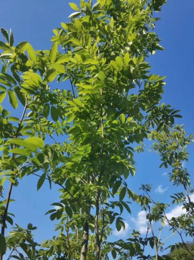 青钱柳叶产地大货批发