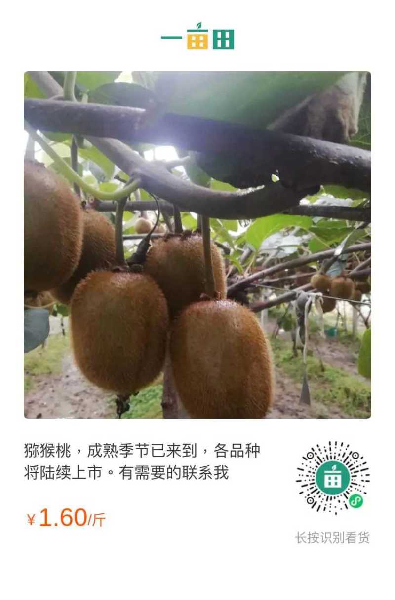 猕猴桃，秦美，徐香，海沃德，