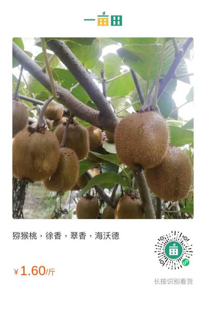 猕猴桃，秦美，徐香，海沃德，