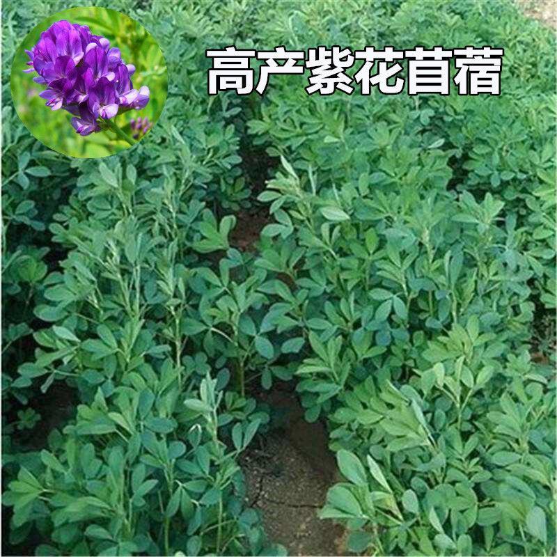 大叶紫花苜蓿种子多年生苜蓿草籽四季牧草种子鸡鸭鹅牛羊鱼草