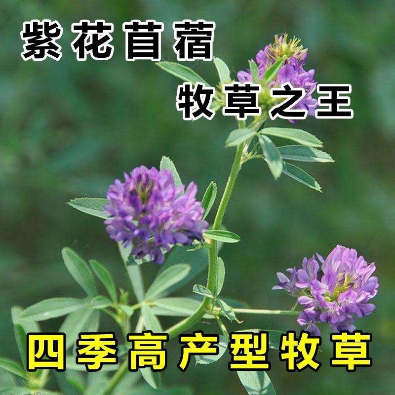 大叶紫花苜蓿种子多年生苜蓿草籽四季牧草种子鸡鸭鹅牛羊鱼草