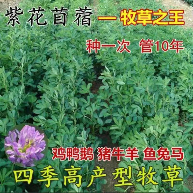 大叶紫花苜蓿种子多年生苜蓿草籽四季牧草种子鸡鸭鹅牛羊鱼草