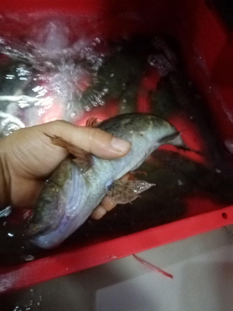 笋壳鱼，石头鱼，木头鱼，产地直销一手货源稳定可以长期合作