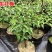 盆景树桩实物红梅花腊梅红梅树苗乌梅绿梅朱砂梅室内盆栽绿植