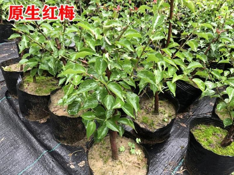 盆景树桩实物红梅花腊梅红梅树苗乌梅绿梅朱砂梅室内盆栽绿植