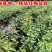 盆景树桩实物红梅花腊梅红梅树苗乌梅绿梅朱砂梅室内盆栽绿植