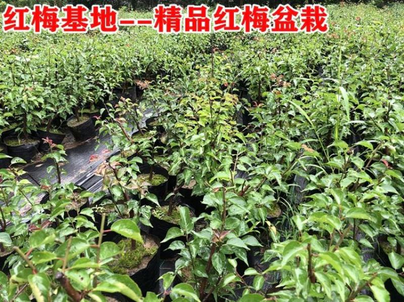 盆景树桩实物红梅花腊梅红梅树苗乌梅绿梅朱砂梅室内盆栽绿植
