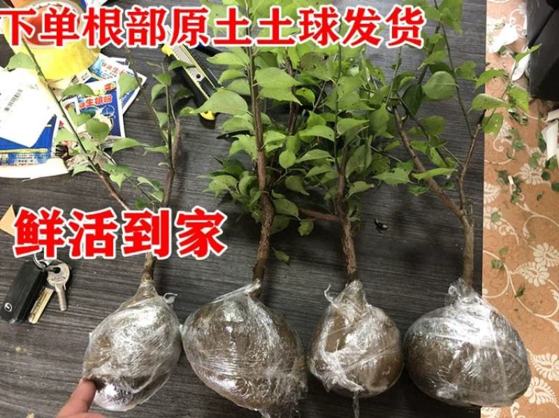 盆景树桩实物红梅花腊梅红梅树苗乌梅绿梅朱砂梅室内盆栽绿植