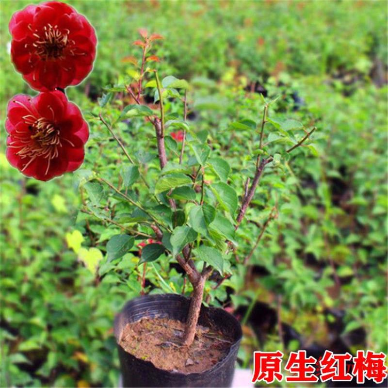 盆景树桩实物红梅花腊梅红梅树苗乌梅绿梅朱砂梅室内盆栽绿植