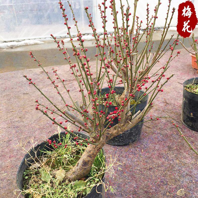 盆景树桩实物红梅花腊梅红梅树苗乌梅绿梅朱砂梅室内盆栽绿植