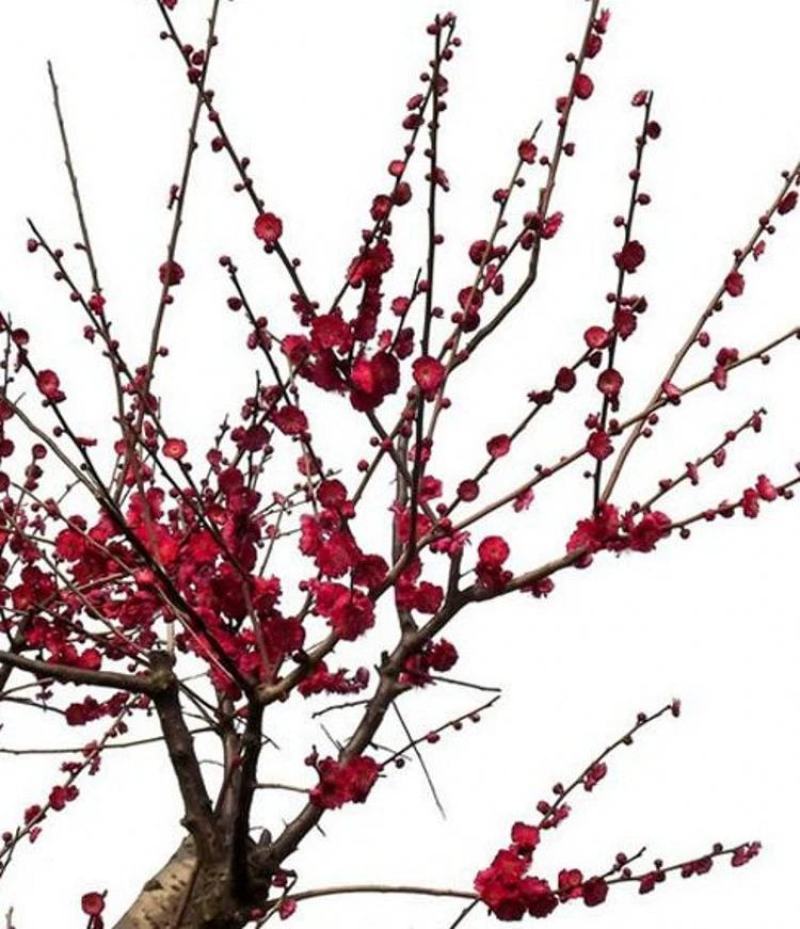 盆景树桩实物红梅花腊梅红梅树苗乌梅绿梅朱砂梅室内盆栽绿植