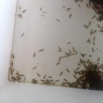 澳洲淡水小龙虾虾苗批发淡水虾苗养殖场直供