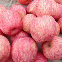 烟台栖霞苹果，规格全，代存代收，全年有货，需要可实地考察