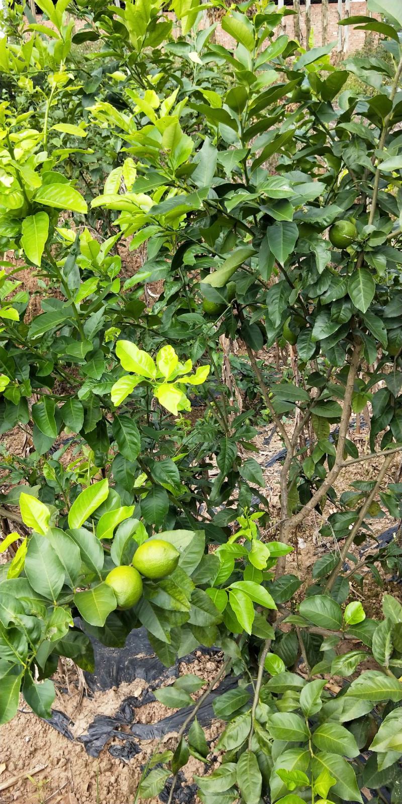 北京青柠檬次果大批量出售价格便宜