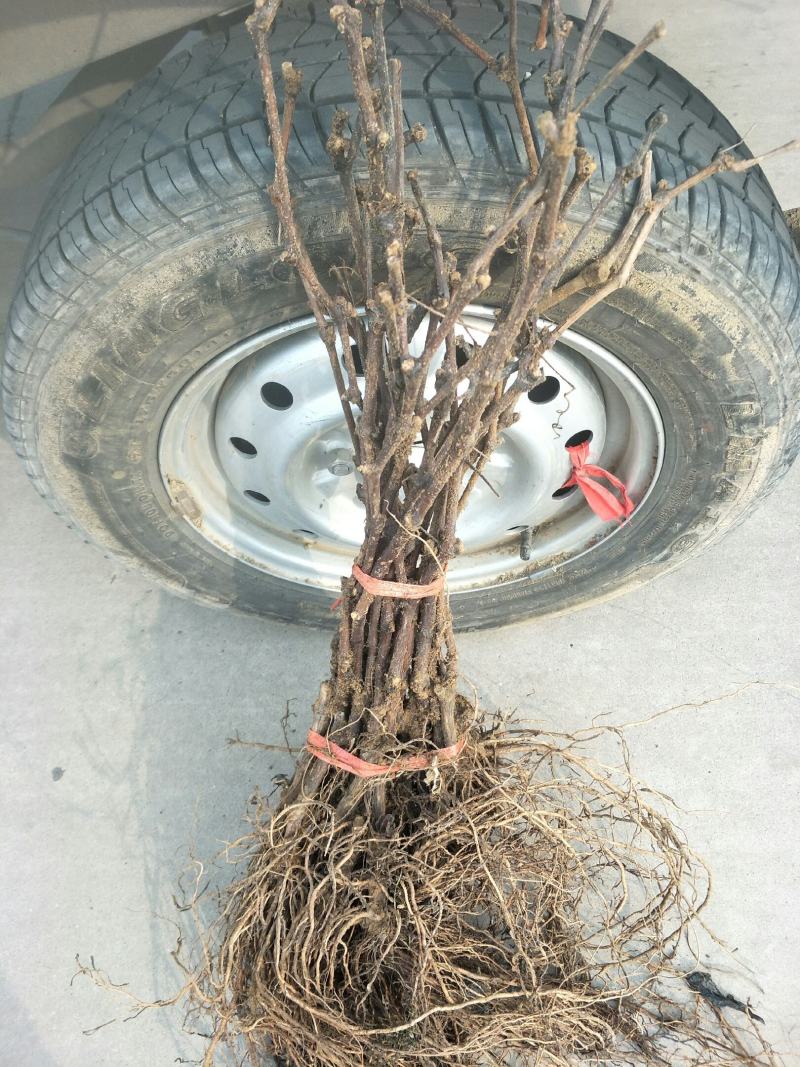 高枝巨峰葡萄树苗，当年挂果苗，品种纯正，可货到付款。