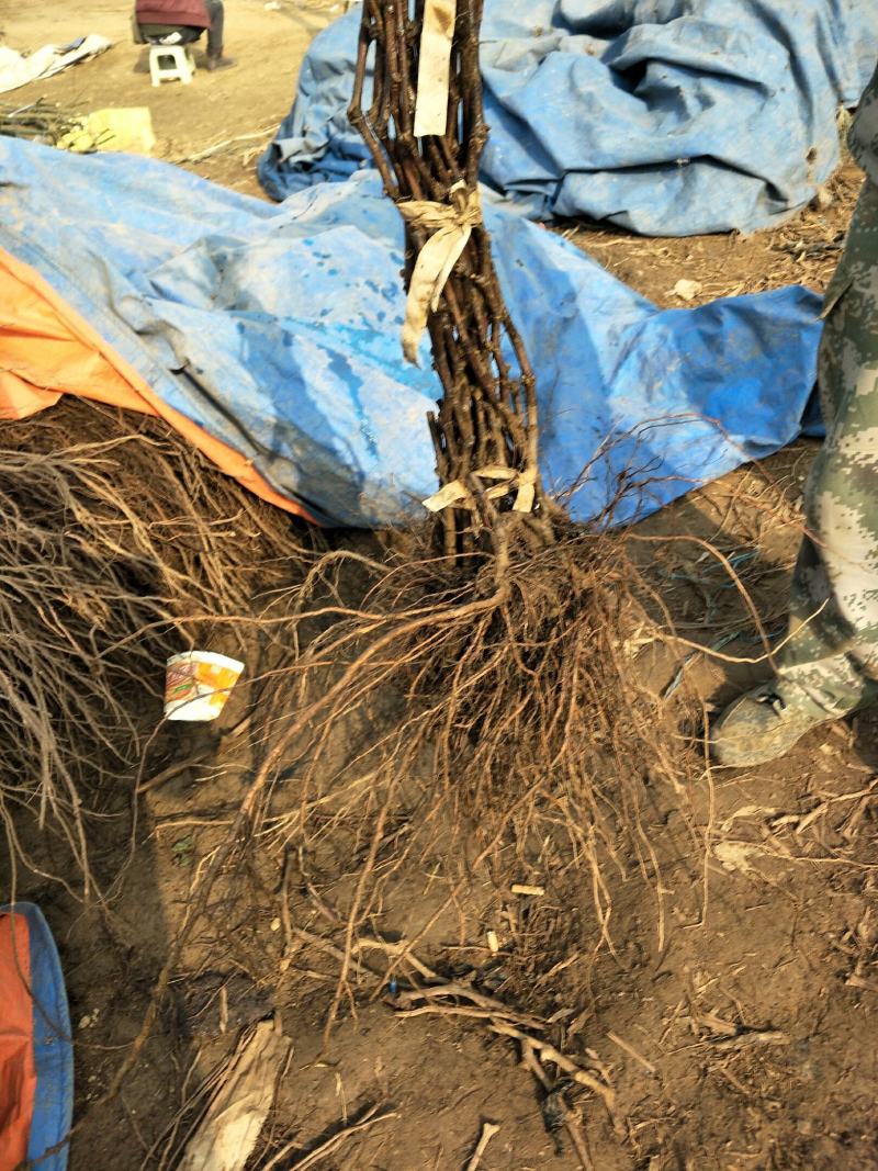 高枝巨峰葡萄树苗，当年挂果苗，品种纯正，可货到付款。