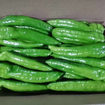 精品大尖椒质量很好味道不错