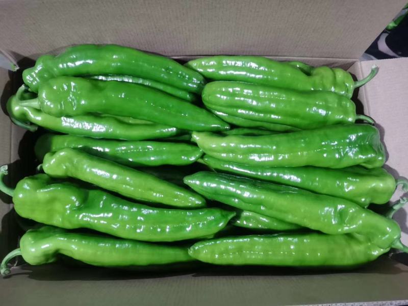 精品大尖椒质量很好味道不错
